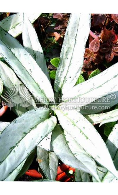 Aglaonema hybrid silver(Thai)